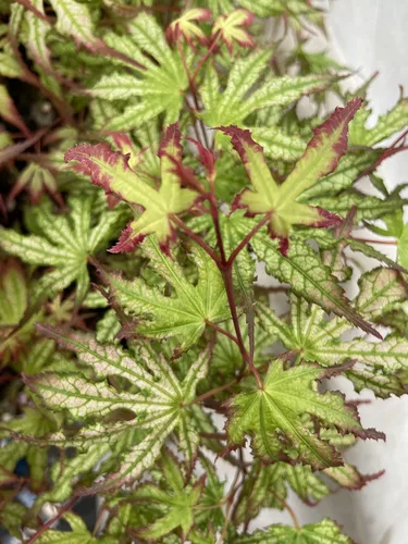 Vista 6 de Phantom Flame - Arce japonés blanco con puntas de hojas rojas - Árbol vivo de 2 años