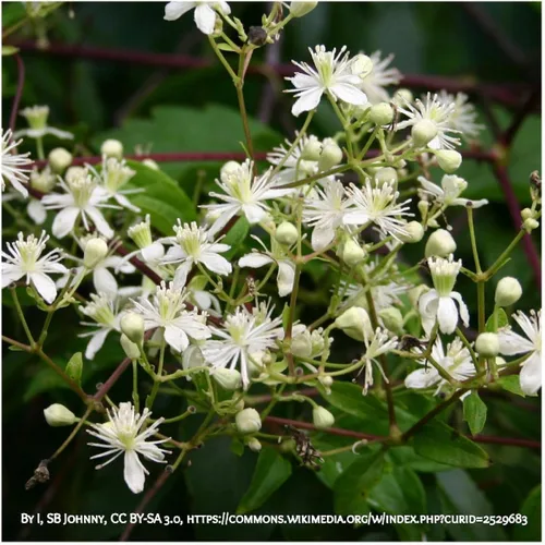 Vista 2 de Everwilde Farms - Semillas de flores silvestres nativas Virgin's Bower de 1 onza - Gold Vault