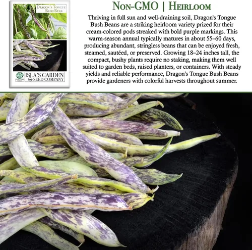 Vista 3 de Semillas de frijol Dragon's Tongue Bush (Dragon Langerie) – Más de 25 semillas sin OMG y reliquias, Phaseolus vulgaris, cápsulas de crema coloridas