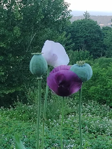 Vista 5 de Generic World Poppy Seed Blend Papaver Somniferum Mix 25+ cepas orgánicas sin OMG 100,000 semillas