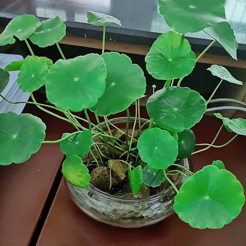 Vista 7 de Maceta de cristal de loto de 8 pulgadas, cuenco de flor de loto de 8 pulgadas, cuencos de loto para plantar en agua en interiores, adecuado