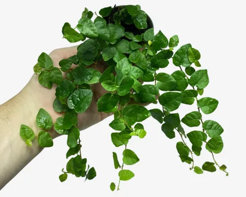 Vista 13 de Ficus Tree - Paquete de 3 plantas de inicio en macetas de 2 pulgadas, variedad de variedades, impresionante planta interior de fácil cuidado