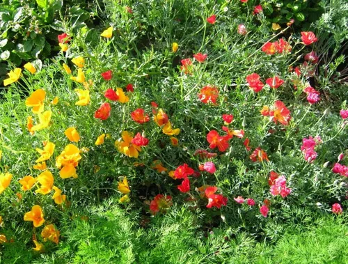 Vista 3 de Semillas California Poppy Mix Eschscholzia Flores anuales