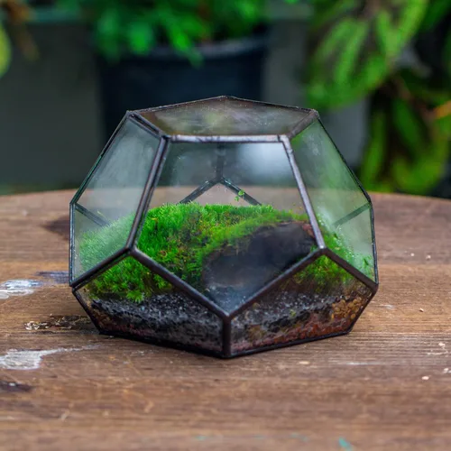 Vista 4 de NCYP Terrario geométrico de vidrio pequeño con puerta, 7.1 x 7.1 x 4.7 pulgadas, maceta cerrada con pentágono negro para suculentas, plantas