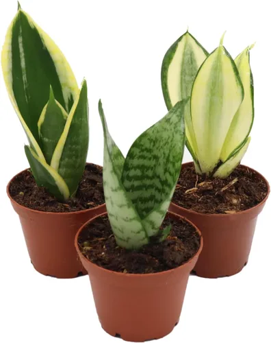 Vista 7 de Alocasia Lauterbachiana 'Espada Púrpura' - 6" desde California Tropicals