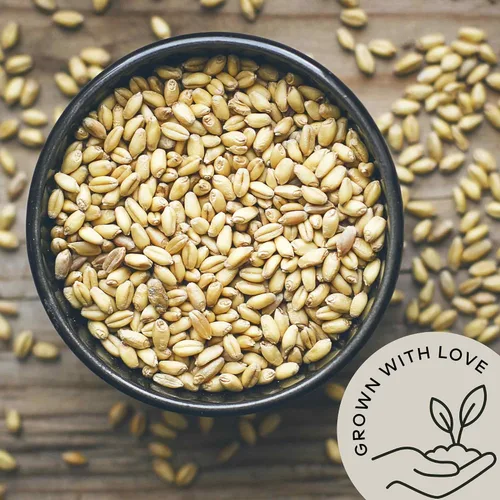 Vista 4 de Grano de cebada descascarillado orgánico, 2.8 libras, semillas de grano de cebada entera a granel