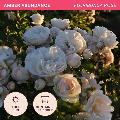 Vista 4 de Heirloom Roses Rose Plant - Amber Abundance® Apricot Rose Bush, English Legend Planta viva para plantar al aire libre