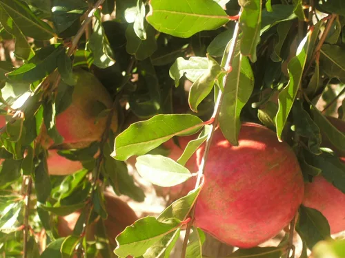 Vista 3 de 2 paquetes de semillas maravillosas de granada Punica granatum por paquete