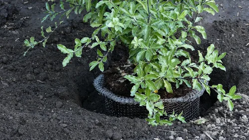 Vista 4 de Digger's - Cestas de velocidad de protección de raíces de 2 galones para plantas, control Gopher para una plantación eficiente, paquete de 2