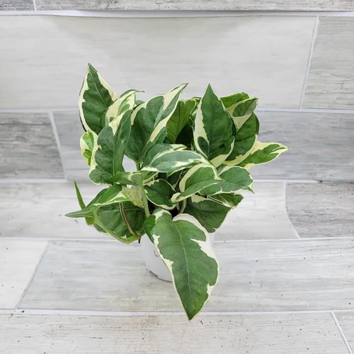 Vista 4 de Pothos NJoy - Planta de interior viva de 4 pulgadas, maceta establecida abigarrada Epipremnum Aureum de fácil cuidado, planta de interior de follaje