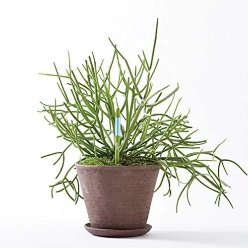 Vista 5 de Sustee Aquameter, juego de 4, sensor de humedad del suelo para plantas, (verde, pequeño)