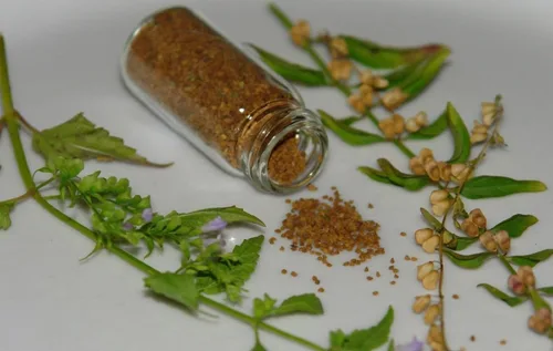 Vista 6 de Colección de semillas de jardín de hierbas medicinales #11 – Un paquete variado de 6 semillas de hierbas raras de reliquia. CÁPSULAS DE SEMILLAS
