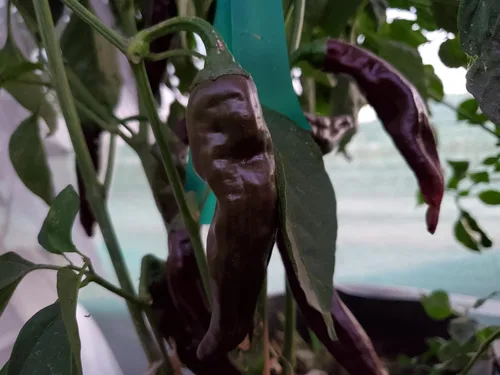 Vista 3 de Semillas de pimiento marrón etíope más de 10 semillas