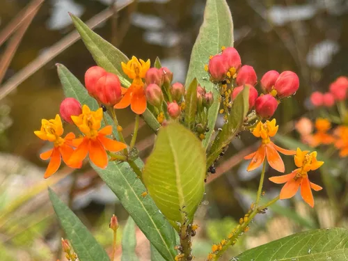 Vista 5 de Tropical Milkweed - Asclepias Currassavica Seeds - Alimento y planta hospedadora para mariposas monarca. Crecerá en todo los Estados Unidos como