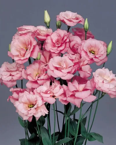 Vista 2 de Park Seed Lisianthus - Semillas de plantación con flores, fáciles de cultivar, variedad de colores y tamaños, jardín de primavera, rosa carisma