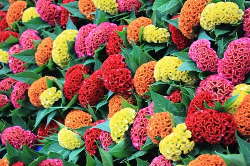 Vista 3 de Semillas Cockscomb Mix (Crestada, Indias Occidentales, Toreador) Flores anuales Celosia
