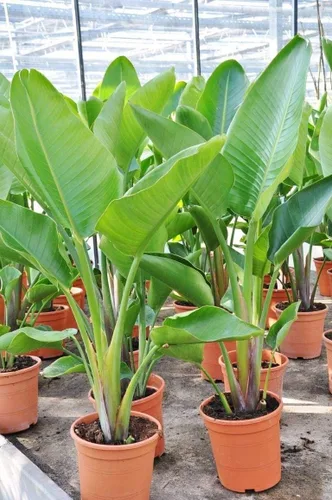 Vista 3 de Semillas de plátano - Flores anuales ornamentales para plantar - Sin OMG