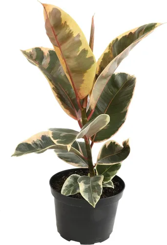 Vista 11 de Plantas for Pets - Higuera de hoja de violín (paquete de 4), paquete de plantas Ficus Lyrata, entrega de plantas vivas de Ficus, decoración popular