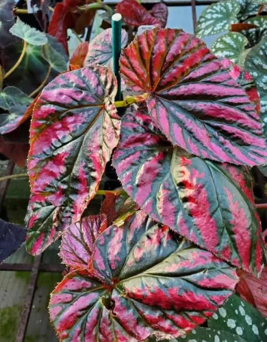 Vista 2 de YOKEBOM Planta de begonia viva, planta de begonia bien enraizada de 4 a 7 pulgadas, follaje colorido vibrante, planta de interior de fácil cuidado