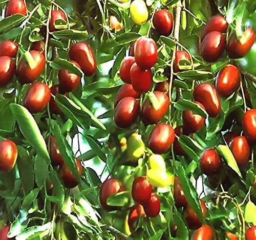 Vista 8 de MySeeds.Co - Paquete grande de semillas de supervivencia con flores de supervivencia, exóticas raras sin OMG y variedad reliquia, cantidad limitada