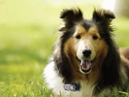 Vista 3 de High Tech Pet Brand - Collar electrónico recargable automático para puerta de mascota y receptor de valla electrónico