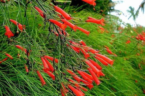 Vista 3 de Planta petardo I Plantas de tamaño grande de 3 galones I Russelia Equisetiformis I Flores tubulares rojas vibrantes, colibrí atractivas, tolerantes