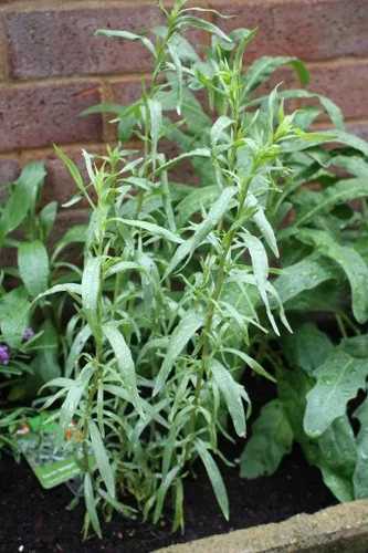 Vista 4 de 100 TARRAGON - Francés / Cocina / Común / Hierba de Dragones - Semillas de hierbas de flores de Artemisia Dracunculus