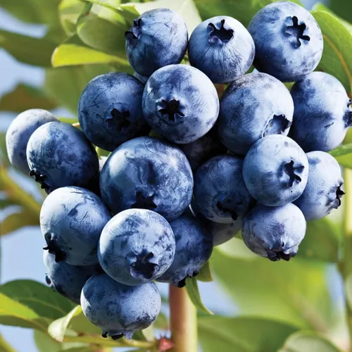 Vista 3 de Semillas de frutas mixtas para plantar, 40 unidades, limón, naranja, manzana, maracuyá, 10 unidades, arándano, 10 unidades, cereza, semillas frescas