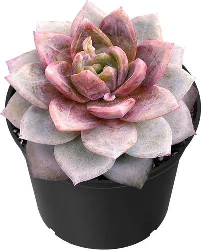 Vista 11 de Sprout N Green Echeveria 'Ball of Fat', planta suculenta viva rara totalmente enraizada en maceta de 2 pulgadas con tierra, oficina en casa