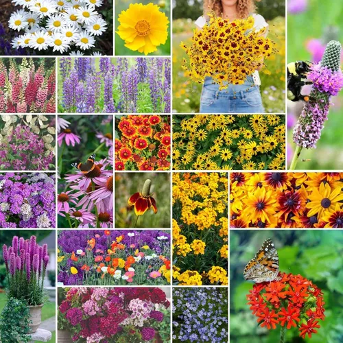 Vista 9 de Eden Brothers Todas las semillas anuales mixtas de flores silvestres para plantar, 1 onza, semillas con girasol, manta india, lino escarlata Atrae