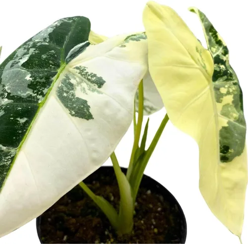 Vista 5 de BubbleBlooms Alocasia Frydek abigarrado 4 pulgadas