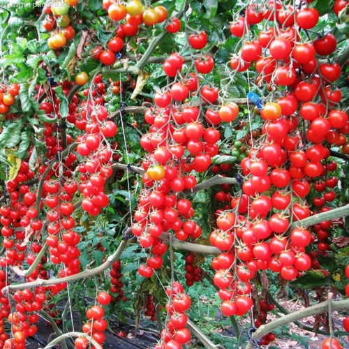 Vista 4 de Vegetal indeterminado no transgénico de tomate rojo de vid para plantar