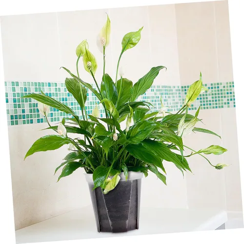 Vista 7 de Yardwe Paquete de 2 macetas de plástico para interiores para suculentas y cactus de fácil visualización para decoración de oficina en casa