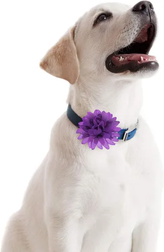 Vista 7 de WILLBOND 20 piezas de collar de perro de 3.1 pulgadas con lazo multicolor para mascotas, accesorios para cachorros, gatos, perros, mascotas
