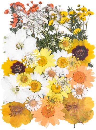 Vista 17 de 14 Tipos 37 piezas Flores Azules Secas Prensadas para Moldes de Resina, YouthBro Flores Secas Naturales Prensadas para Manualidades de Arte DIY
