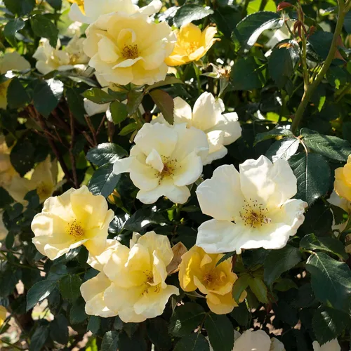 Vista 6 de Perfect Plants Easy Bee-zy™ Knock Out® Rose Bush 1 galón Arbusto de rosas vivas Rosas frescas