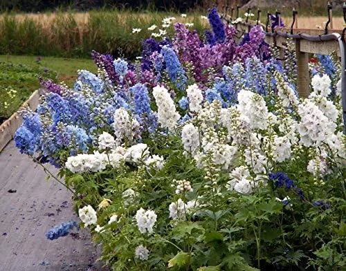 Vista 3 de Cohete a granel sin OMG Larkspur 'Giant Imperial Mix' Consolida ambigua (1 lb)