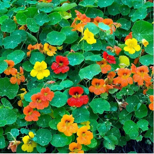 Vista 2 de Capuchina, enana, mezcla de joyas, 100 semillas recién cosechadas, hermosa flor