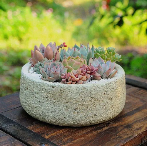Vista 5 de 500 piezas de semillas raras de suculentas mixtas para plantar, DIY Bonsái, planta ornamental perenne resistente