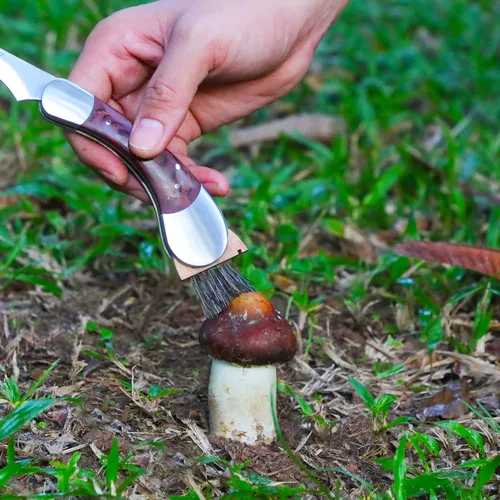 Vista 4 de Coowolf - Cuchillo de forraje de hongos con cepillo y funda Hoja curvada de acero inoxidable de 2,4", mango de madera dura, diseño plegable