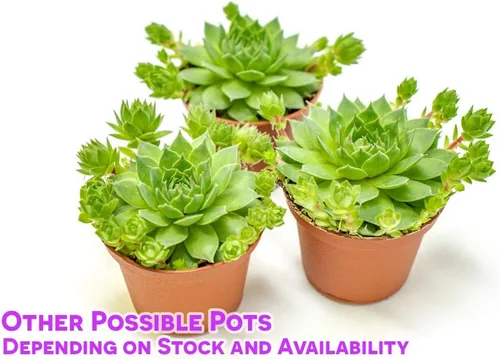 Vista 3 de Sempervivum - Plantas suculentas vivas de interior (3PK), plantas de interior vivas Sempervivum, plantas de interior vivas, plantas