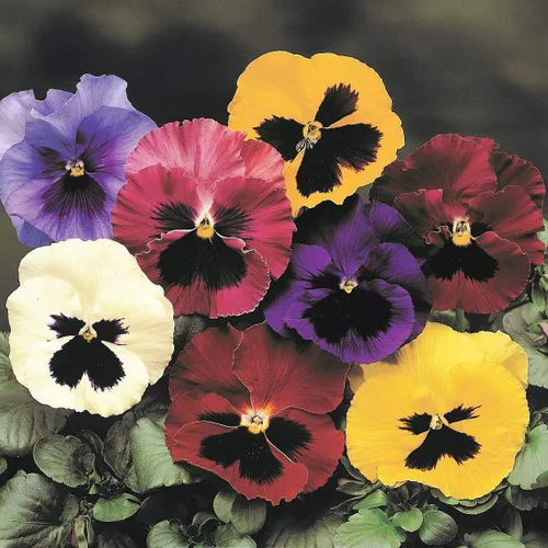 Vista 3 de Flores Viola Swiss Giant Mix - 80 Semillas