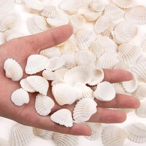 Vista 2 de SINKOO Surtido de conchas pequeñas de concha marina blanca natural a granel para decoración de playa de bricolaje