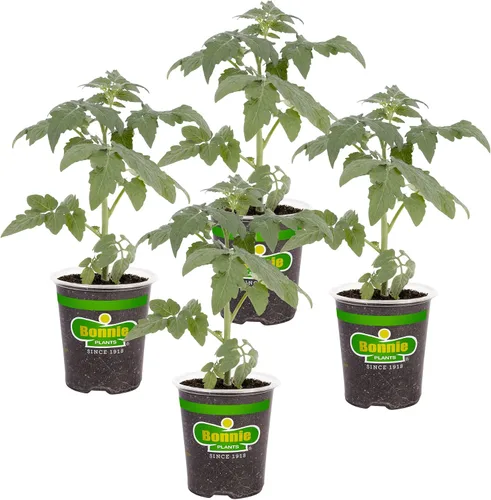 Vista 14 de Bonnie Plants Tomate rojo beefsteak 19.3 oz. paquete de 4