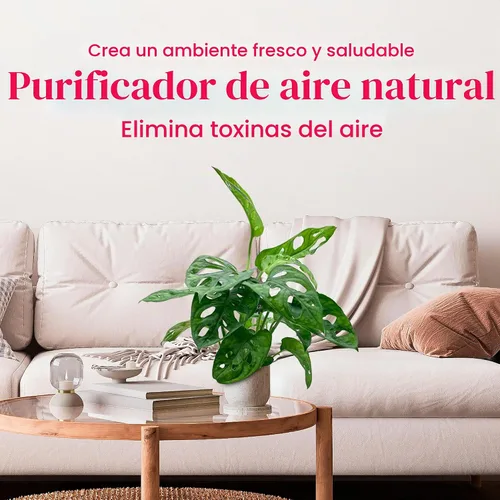 Vista 6 de BubbleBlooms Planta de queso suizo Monstera Adansonii, vive en una maceta de 4 pulgadas por BubbleBlooms