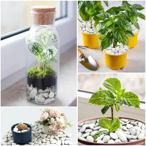 Vista 5 de Rocas de río blanco perla de 10 libras para paisajismo, guijarros pulidos para plantas, piedras decorativas de jardín, rocas de plantas de 1-1.5