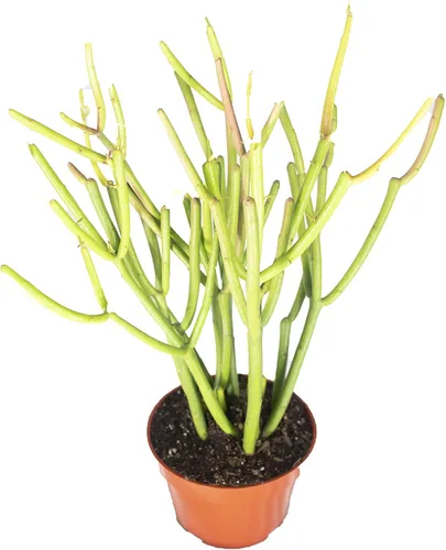 Vista 4 de Haworthia Zebra Succulent - 4" de California Tropicals
