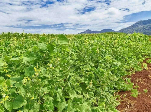 Vista 2 de Semilla de parcela de alimentos Lablab (1 libra)