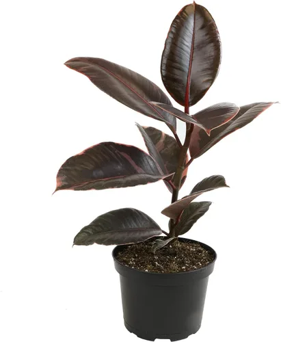 Vista 13 de Plantas for Pets - Higuera de hoja de violín (paquete de 4), paquete de plantas Ficus Lyrata, entrega de plantas vivas de Ficus, decoración popular