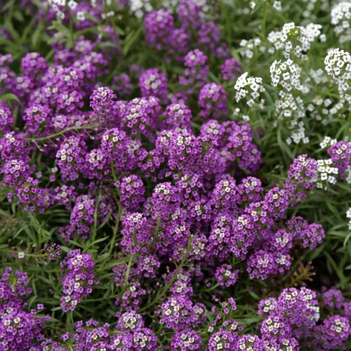 Vista 10 de Eden Brothers Alyssum Seeds - Cesta de Oro
